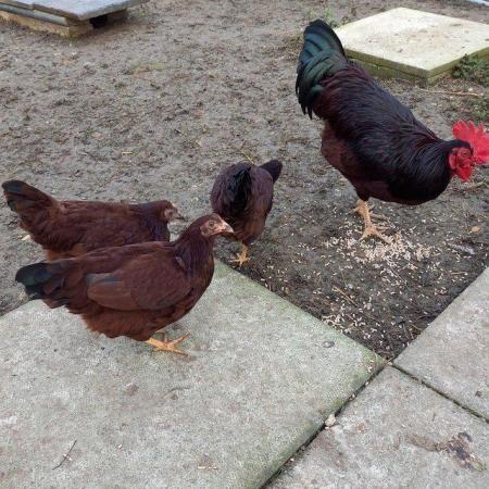 Image 2 of RHODE ISLAND RED BANTAM HENS , pullets and chicks
