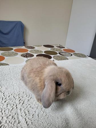 Image 6 of Beatifull Mini lop looking good a home