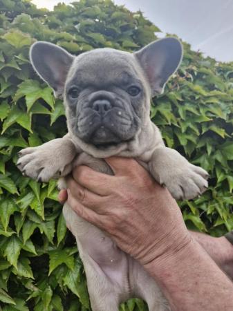 Image 15 of KC Registered French Bulldog Puppies 2 left