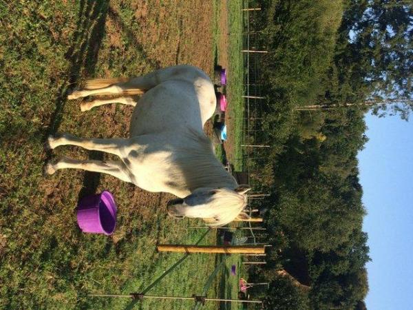 Image 3 of 12hh Welsh mountain pony for care share!