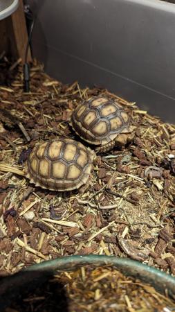 Image 4 of 2 x Cb23 sulcata tortoises UK bred