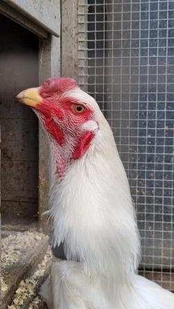 Image 2 of Shamo stage chicken for sale
