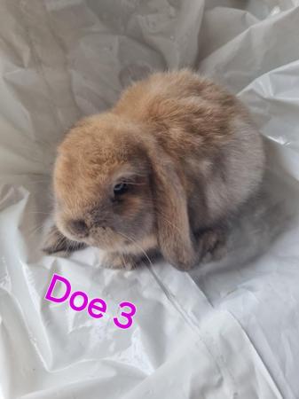 Image 6 of Mini lop babies looking for new homes