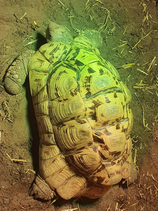 Preview of the first image of 3 leopard tortoise, 18yrs old and 8yrs old. Read description.