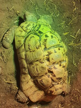 Image 1 of 3 leopard tortoise, 18yrs old and 8yrs old. Read description