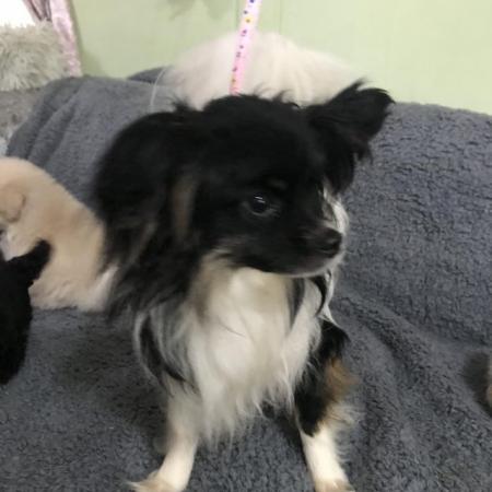 Image 19 of poodle x papillon puppies
