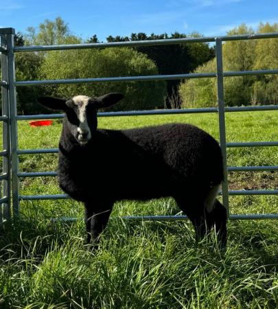 Image 4 of Zwartbles ewe lambs looking for new homes when ready in June