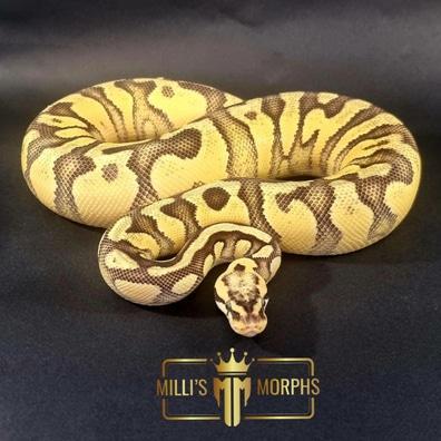 Preview of the first image of Super Pastel Yellow Belly Fire Enchi 100% Het Clown.