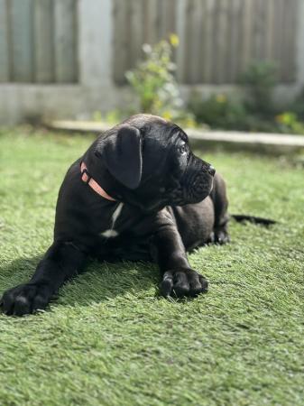 Image 18 of Litter of 12 Cane Corso Puppies