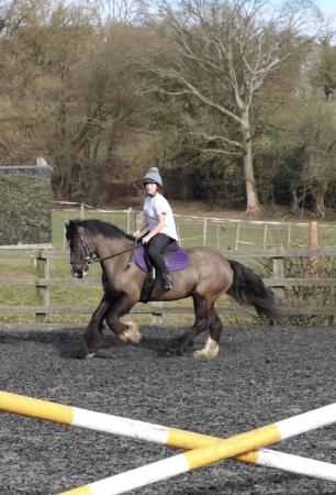 Image 2 of 15.2/3hh cob mare for share - based Sarratt, Herts