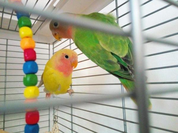 Image 9 of Gorgeous Green young Peachface Lovebirds