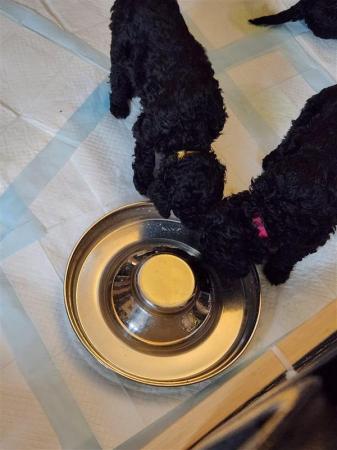 Standard Poodle Puppies Mixed litter for sale in York, North Yorkshire - Image 14
