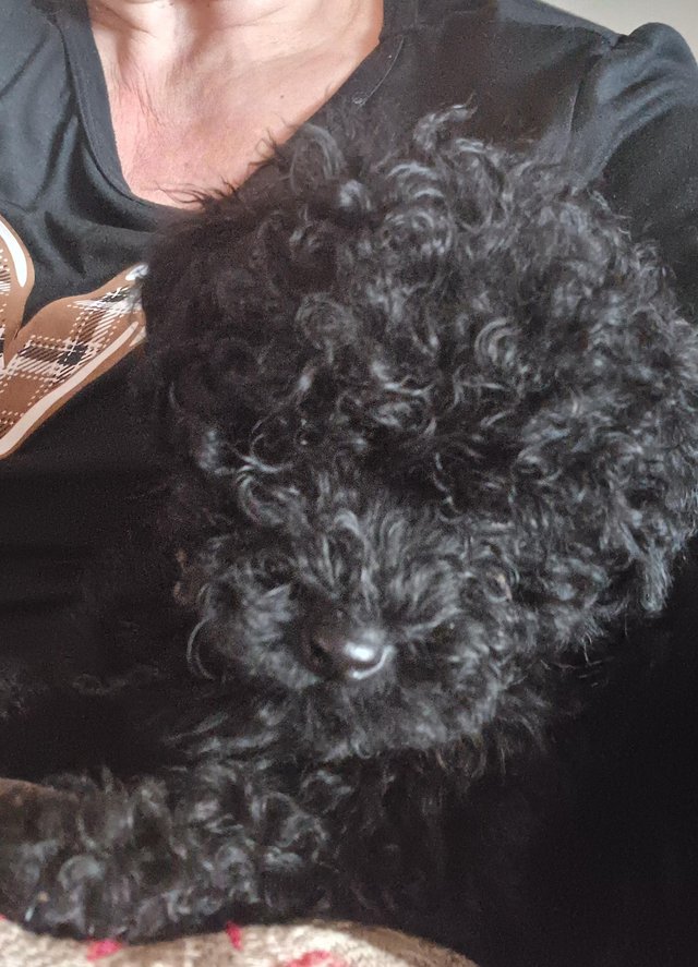 Preview of the first image of Hungarian Puli Puppies UK ????.