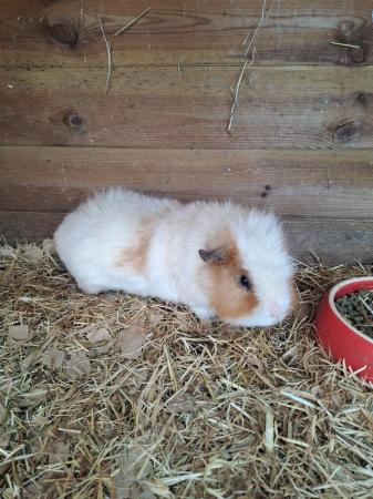 Image 3 of A pair of bonded Guinea pigs