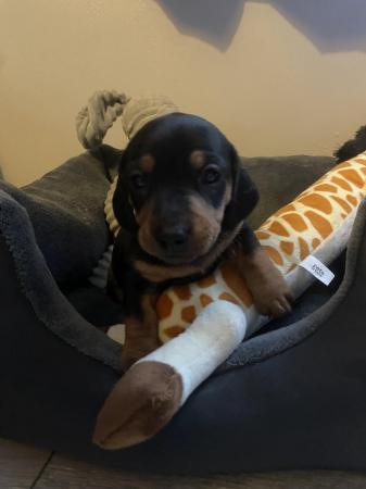 Image 6 of Dachshund puppies for sale