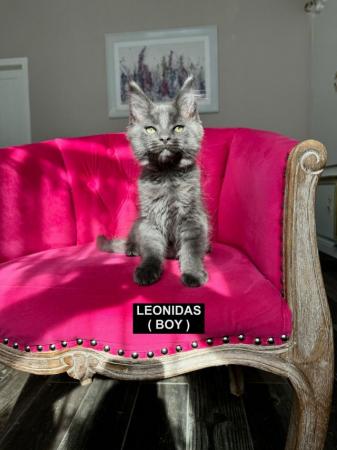 Image 21 of MAINECOON KITTENS - SUPREME CHAMPION BLOODLINE