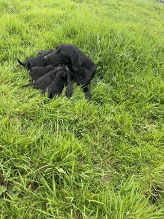 Image 4 of Labrador puppies pedigree boys and girls ready for new home
