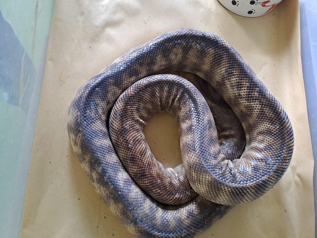 Preview of the first image of Proven pair of woma pythons.