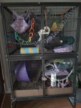 Image 3 of Three female rats, large cage and accessories