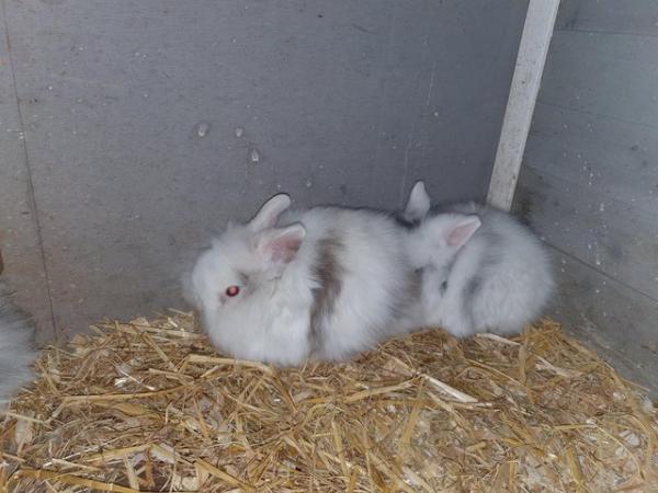 Image 3 of BABY LIONHEAD RABBITS for sale