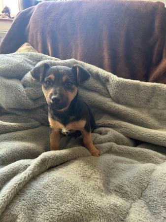 Beautiful happy Jack Russell pup - female ready now for sale in Newport, Brough, East Yorkshire