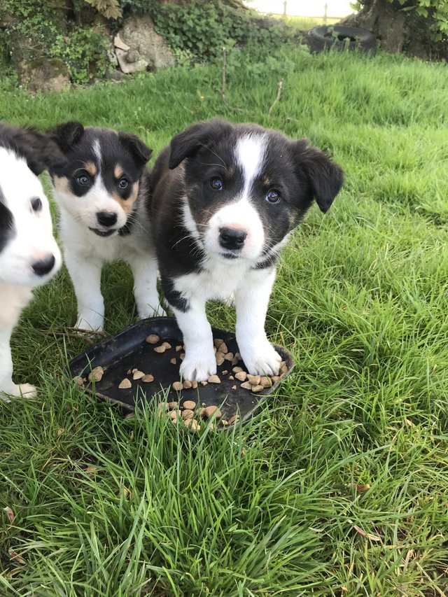 Preview of the first image of Border collie pups 3 males and 1 female.
