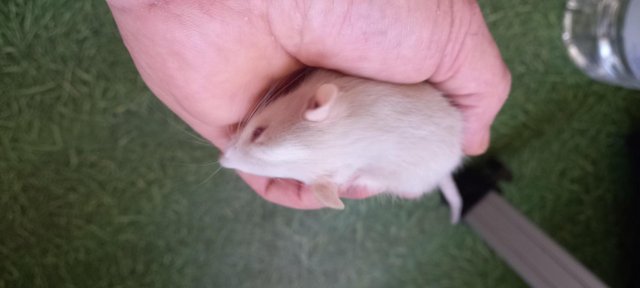 Image 5 of Young male rats ready for rehome in Glasgow