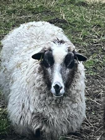 Image 3 of 6 Castrated male Shetland Sheep for Sale