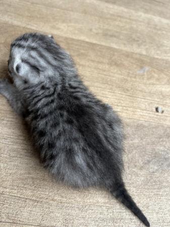 Image 5 of British shorthair tabby kitten TICA