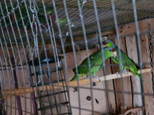 Image 7 of Male & Female Lilac Crowned Amazon Parrots For Sale