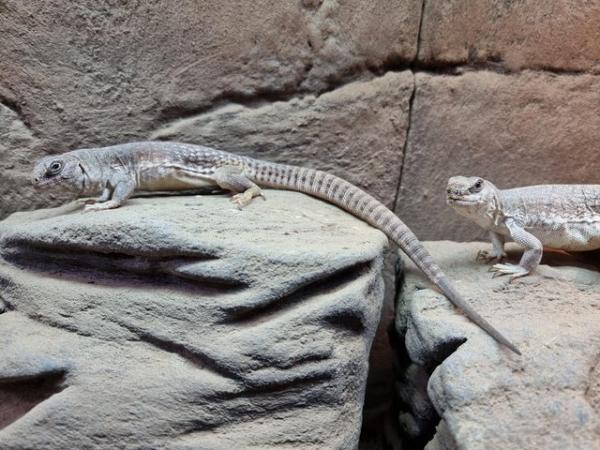 Image 5 of Desert iguanas - dipsosaurus dorsalis