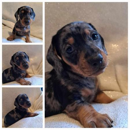 Image 6 of Gorgeous  puppys dachshunds silver daples