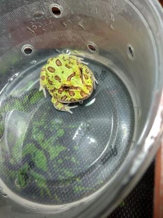 Image 3 of Beautiful Baby Pacman Frog for sale