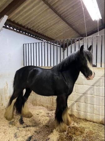 Image 1 of Gorgeous Cob Gelding not to be missed