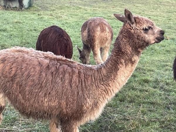 Image 1 of Various female alpacas for sale