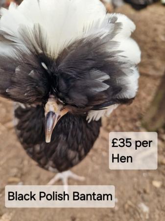 Image 13 of POL Hybrid Hens & Pure Breed Bantams for sale