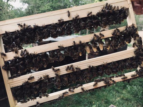 Image 21 of Overwintered Bee Nucs on five frames