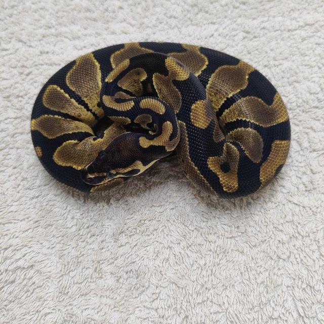 Preview of the first image of Yellow belly possible leopard het pied female.