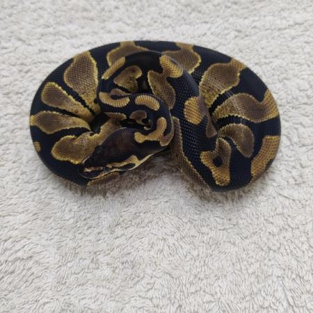 Image 1 of Yellow belly possible leopard het pied female