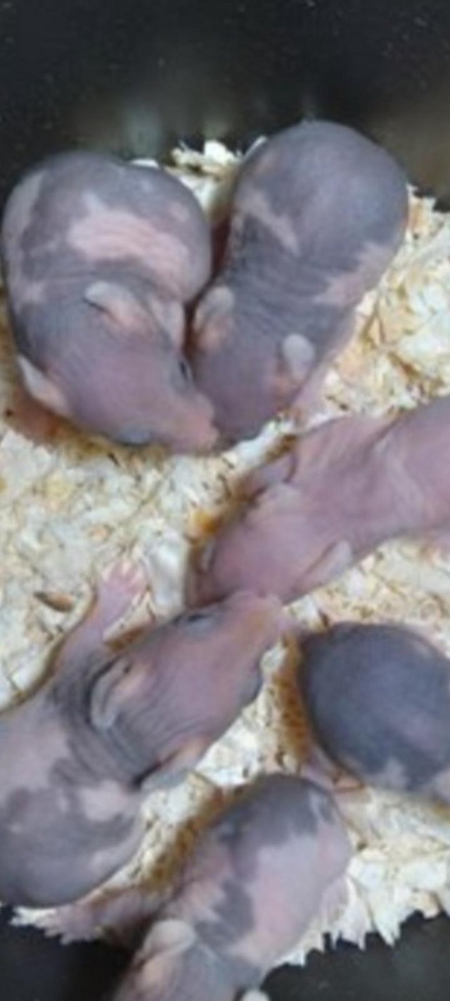 Preview of the first image of BABY SYRIAN 'SKINNYPIG' HAMSTERS LOOKING FOR NEW HOME.