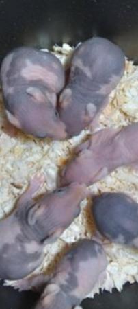 Image 1 of BABY SYRIAN 'SKINNYPIG' HAMSTERS LOOKING FOR NEW HOME