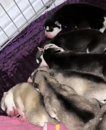Image 2 of Beautiful Alaskan Malamute X Siberian Husky Puppies For Sale