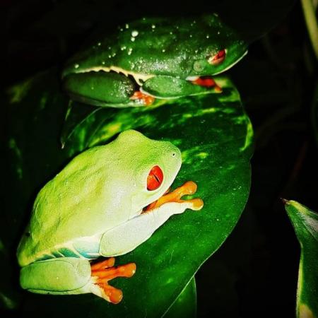Image 2 of Wanted: Frogs, Toads & Bioactive Setups