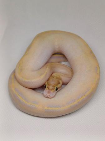 Image 3 of Cb23 Royal pythons, mainly female