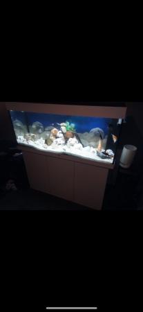 Image 3 of Full aquarium and all equipment including fish