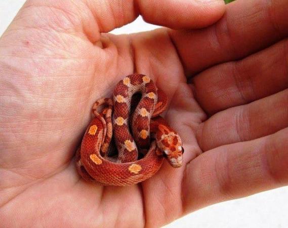 Image 5 of Baby Corn Snakes available now