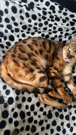 Image 4 of Pure breed stunning Bengal Female 2 years old
