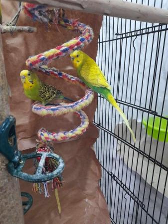 Image 5 of Bonded Budgie pair for sale