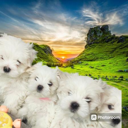Image 6 of Top quality Maltese Puppies