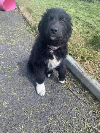 Image 11 of A lovely litter of collie puppies****one Left****